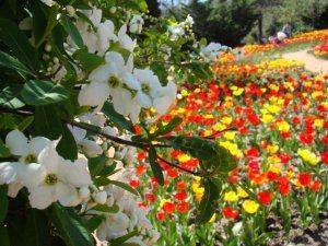 «Никита» в тюрбане: цветочному триумфу российского Крыма помогли голландцы  