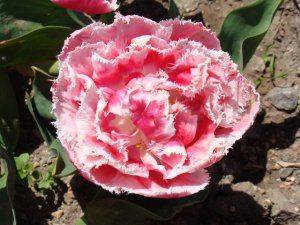 «Никита» в тюрбане: цветочному триумфу российского Крыма помогли голландцы  