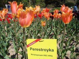 «Никита» в тюрбане: цветочному триумфу российского Крыма помогли голландцы  