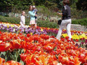 «Никита» в тюрбане: цветочному триумфу российского Крыма помогли голландцы  