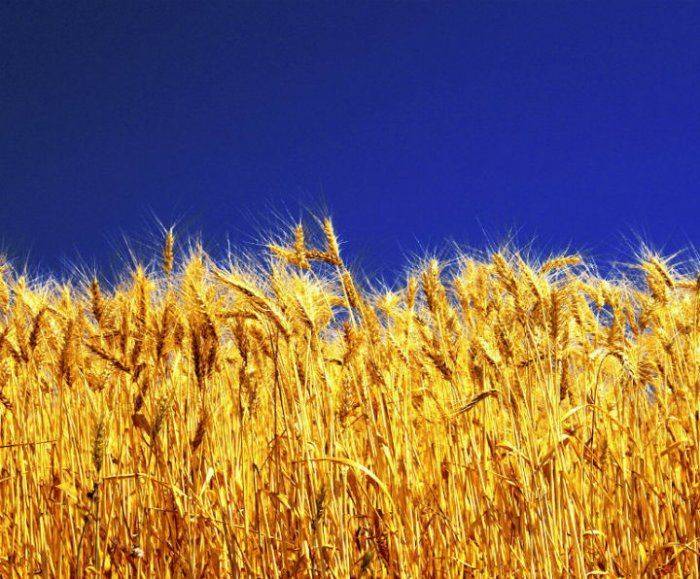 Последнее зерно Украины