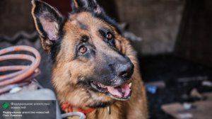 Сводки от ополчения Новороссии 25 июля 2015