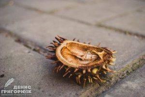 Сводки от ополчения Новороссии 11 сентября 2015