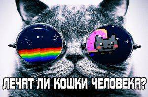 Лечат ли кошки человека? 