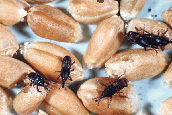 Спасение Азией под вопросом: Вьетнам отказался покупать гнилое украинское зерно  