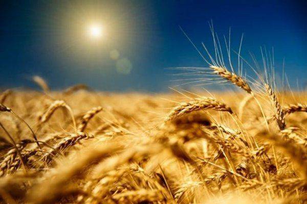 Как Украина убивает аграрную экономику