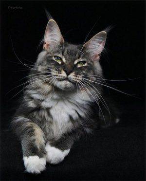 Кошки очаровали журналистов на саммите «Большой двадцатки»