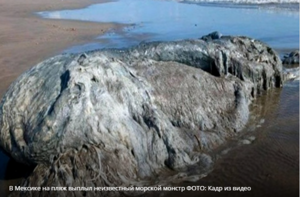 Ктулху погиб: На пляже в Мексике нашли морского монстра