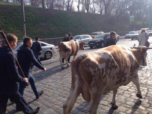 В Киеве фермеры привели на митинг коров
