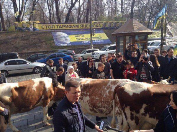 В Киеве фермеры привели на митинг коров