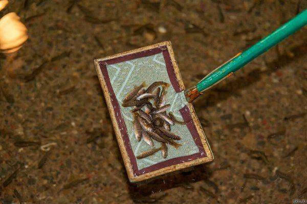 В Дальнегорске Приморского края выпустили в море миллионы мальков кеты