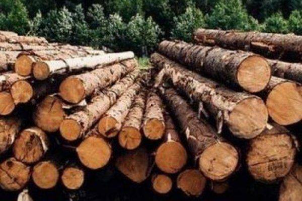 ЕС требует от Украины побыстрей вырубать лес