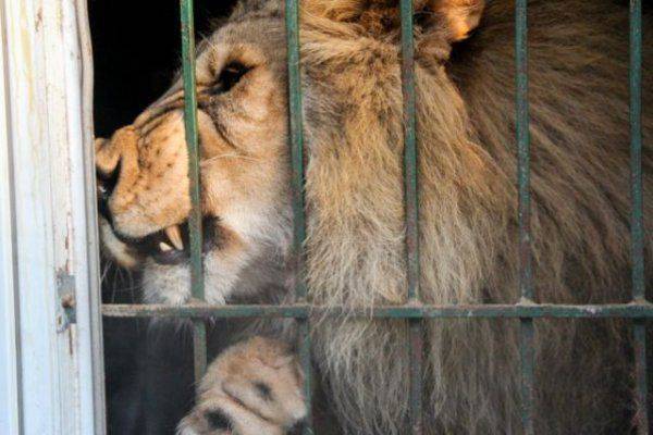 Лев покусал двух пьяных галичан