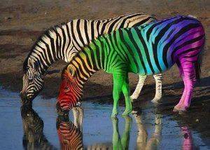 Гей-парад  в Киеве не обещает быть томным…