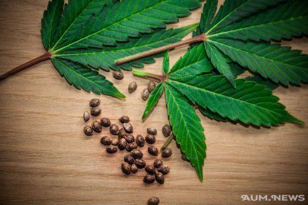 Всемирный заговор против растения, которое спасёт нашу Планету