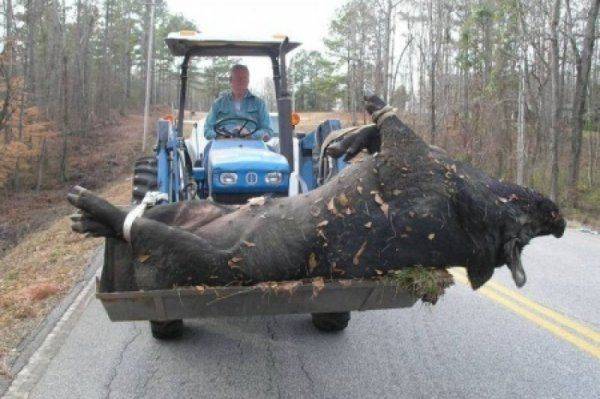 Майданный режим в беспределе: «опора» убивает «зеркало и «символ»