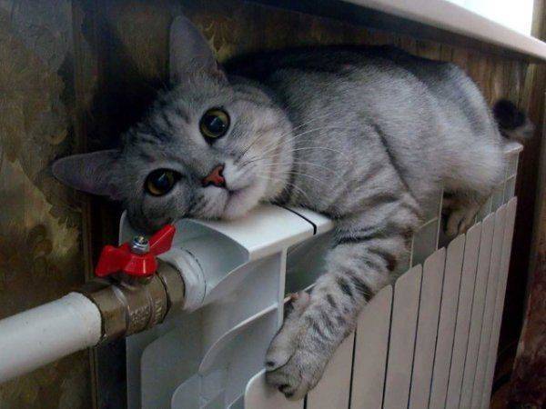 #зимабудеттеплой