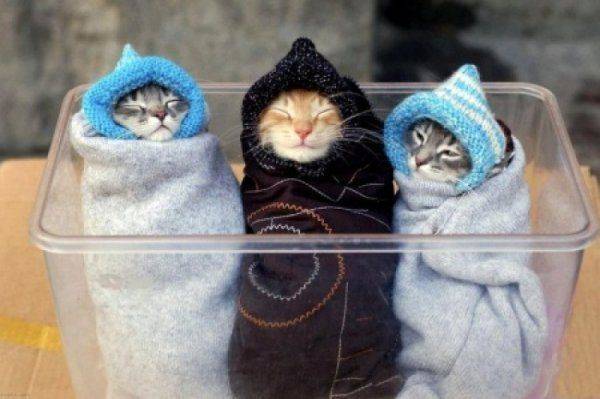 Отопительный сезон нации: «порка «Газпрома»