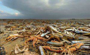 Тихий океан критически заражен радиацией