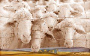 Митинг жертвенных баранов: для провокации беспорядков будут убивать АТОшников?