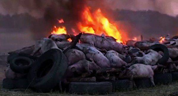 Чума на свиные головы, или Сала не будет! 