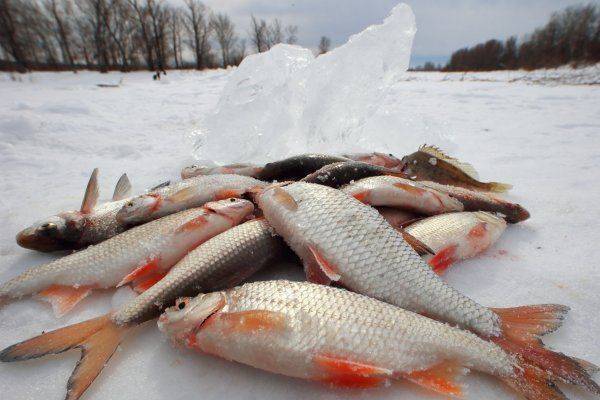 Как и почему Правительство России хочет запретить любительскую рыбалку?