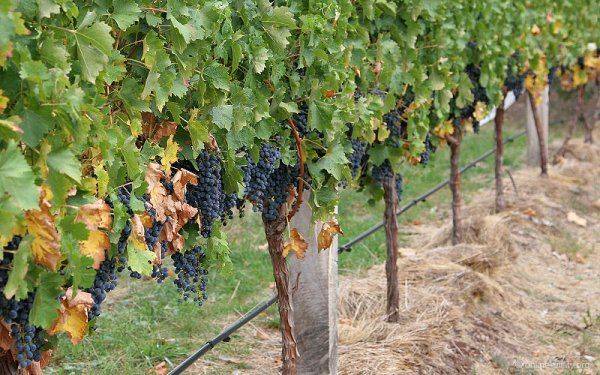 Крым развивает перспективные направления в сельском хозяйстве