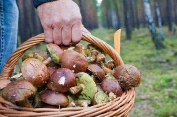 Грибные войны: на Западной Украине готовы убивать за корзину боровиков 