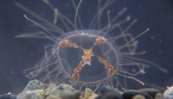 Керченский мост атакован медузами-мутантами