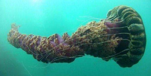 Керченский мост атакован медузами-мутантами