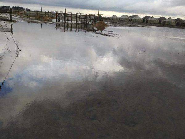 Свинармия в естественной среде обитания