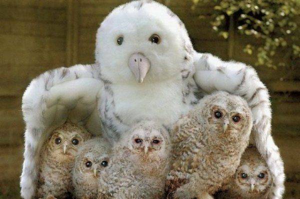 Стало известно, в каких зданиях разместят подворья  Константинопольского Патриархата