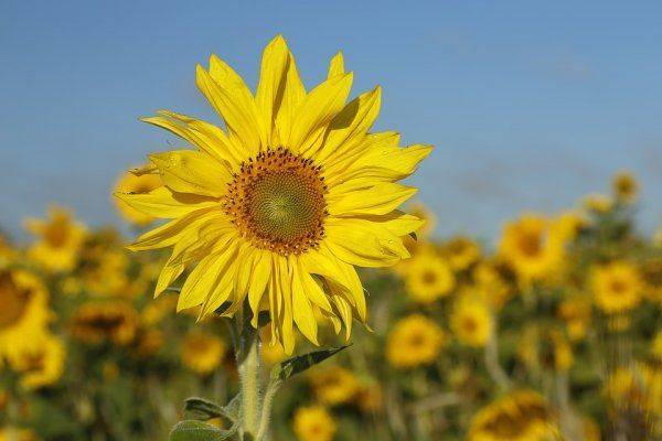 Украинец о жизни в России: «Россия погибает, все очень плохо»