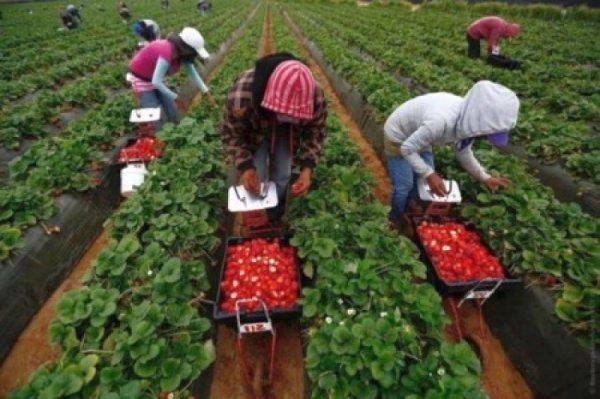 В Польше жалуются на нехватку украинцев для сбора клубники