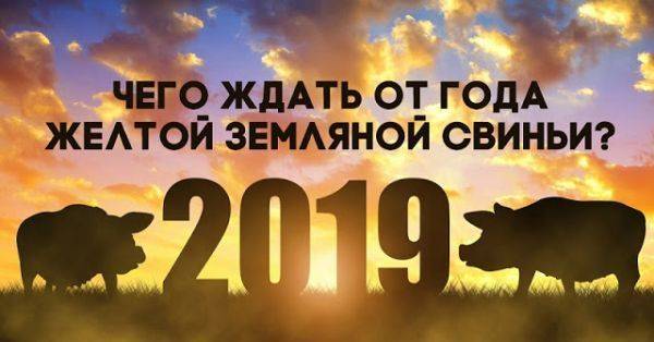 Мир в год Свиньи