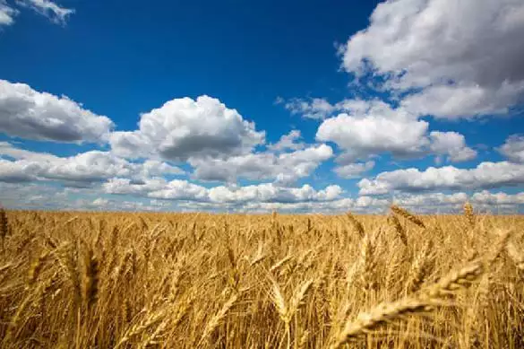 Российский зерновой союз: Казахстан блокирует поставки из России
