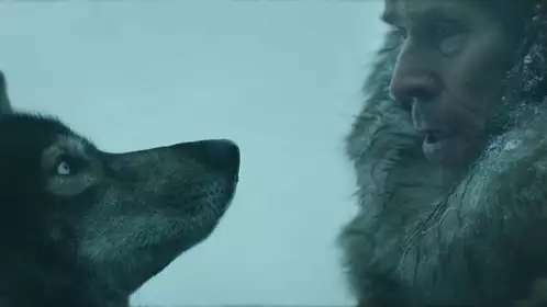 Фильм «Того»: настоящая история о собаке, спасшей сотни человеческих жизней