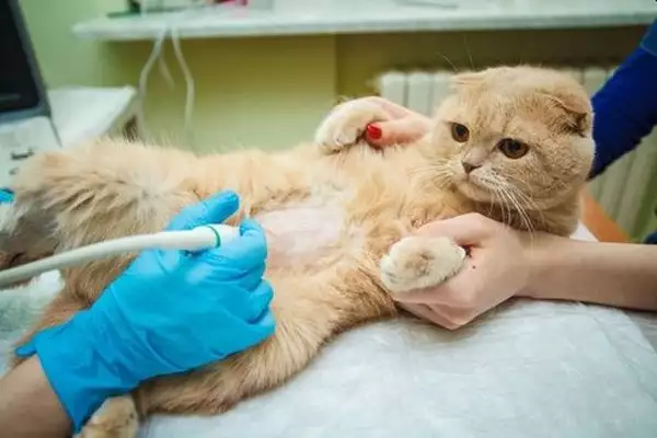 УЗИ для кошек: зачем оно нужно и нужно ли брить питомца перед процедурой