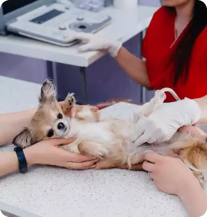 Эхокардиография для собак: зачем нужна УЗИ-диагностика сердца и чем она отличается от ЭКГ