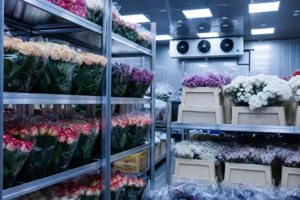 Современная холодильная камера с букетами роз и хризантем внутри цветочного склада